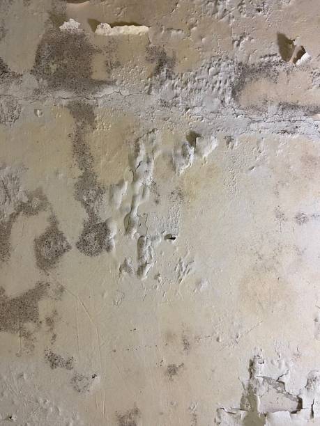 Best Mold Damage Repair  in Dacula, GA