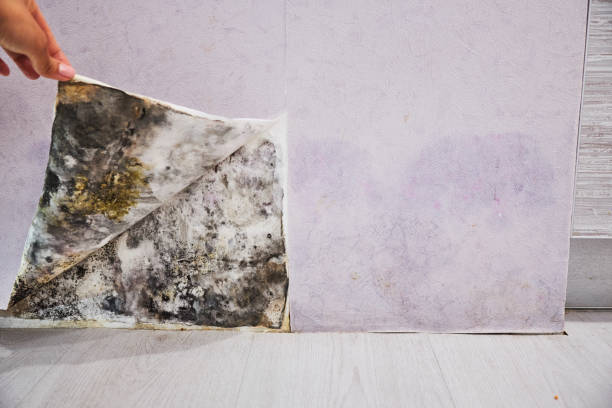 Best Emergency Mold Removal  in Dacula, GA